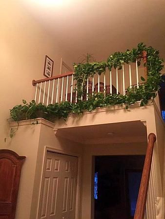 philodendron plant